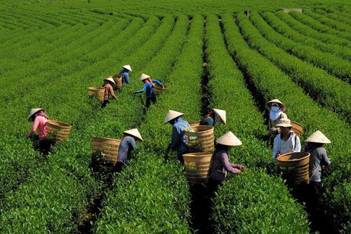 VietGap-based tea production in Tuyen Quang - ảnh 2